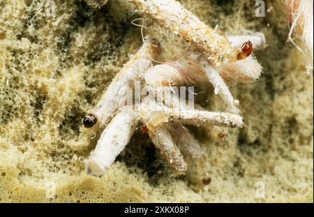 Cased Clothes Moth Larvae / caterpillar - Under Stock Photo