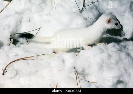 STOAT / Ermine / Short-tailed weasel - in snow, January. Stock Photo