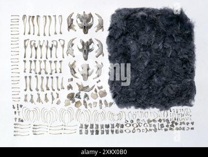 Long-Eared Owl - Pellet analysis Stock Photo