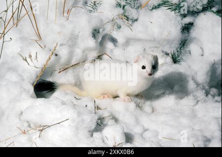 STOAT / Ermine / Short-tailed weasel - in snow Stock Photo