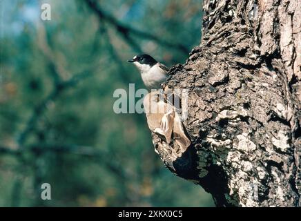 Pied Flycatcher - female nest building & male on look out Stock Photo