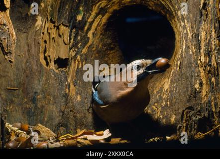 Jay - adding to acorn store in hollow tree Stock Photo