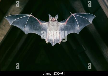 Greater mouse-eared BAT - in flight in roof Stock Photo