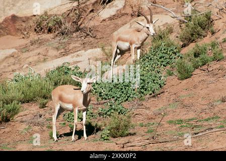 SAND GAZELLE - Male & Female Stock Photo