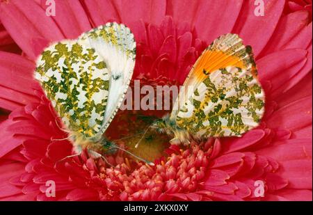 Male and female Orange-tip BUTTERFLIES - on pink Stock Photo