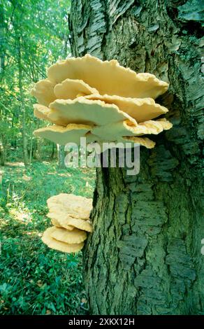 Sulphur polypore / Chicken of the Woods FUNGI Stock Photo