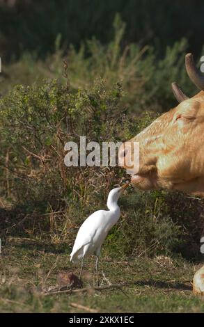 Cattle Egret - picking insects from cattle, November Stock Photo