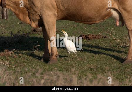 Cattle Egret - picking insects from cattle, November Stock Photo