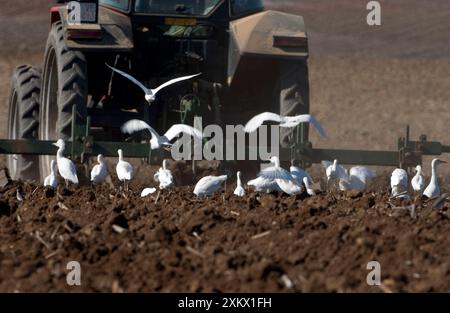 Cattle Egrets - following tractor, Stock Photo