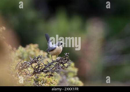 White-throated Robin / Irania - Adult male, pale Stock Photo