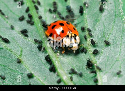 Harlequin Ladybird - Feeding on Aphids Stock Photo