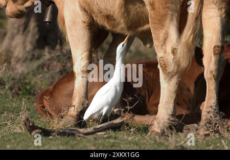 Cattle Egret - picking insects from cattle, November Stock Photo