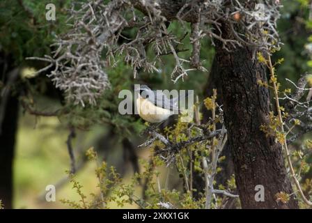 White-throated Robin / Irania - Adult male, pale phase Stock Photo