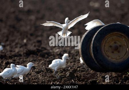 Cattle Egrets - following tractor, November Stock Photo