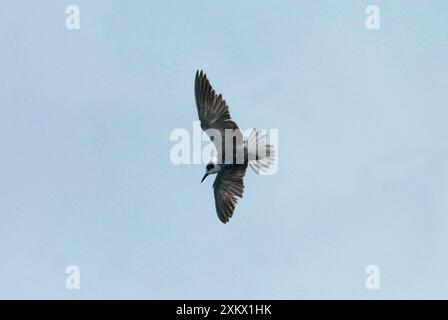 Black Tern - possibly juvenile Stock Photo