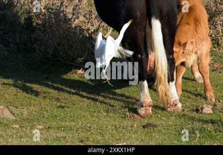 Cattle Egret - picking insects from cattle, November Stock Photo