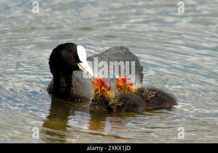 Adult Coot - feeding her young Stock Photo