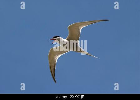 Common Tern - in flight Stock Photo