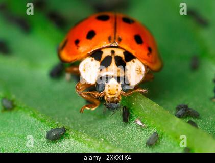 Harlequin Ladybird - Feeding on Aphids Stock Photo