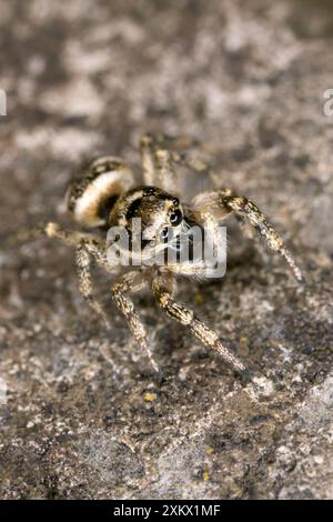 Zebra Jumping Spider - Hunting on a wall Stock Photo