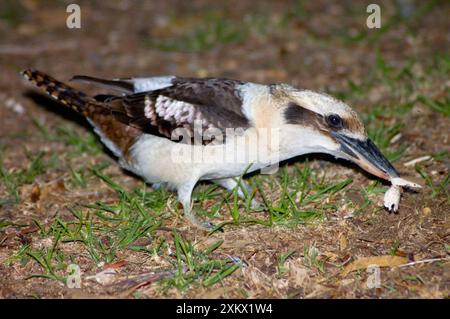 Laughing Kookaburra taking food on ground Stock Photo