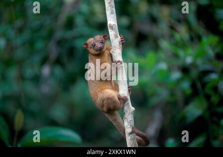 Kinkajou / Honey Bear - in tree Stock Photo