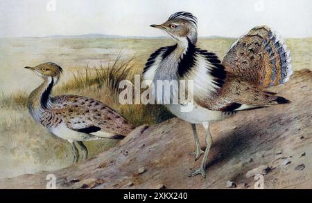 Illustration: Houbara / MacQueen's Bustard. From Baker 1921 Stock Photo