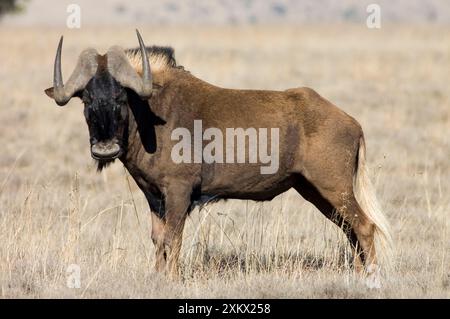 Black Wildebeest / White-tailed Gnu - Mature bull. Stock Photo