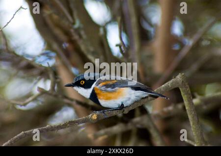 Cape Batis - Male perched in bush. Stock Photo