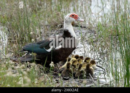 Muscovy Duck with recently hatched ducklings sheltering Stock Photo