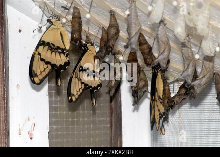 Giant Swallowtail Butterflies emerging from pupae Stock Photo