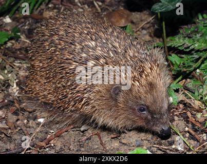 Hedgehog - in garden Stock Photo