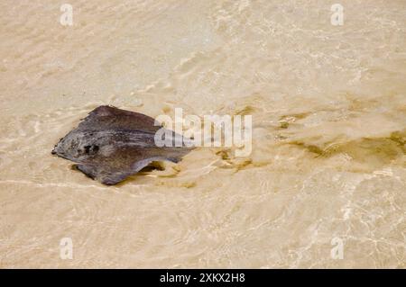 Southern Stingray swimming in shallows, showing Stock Photo