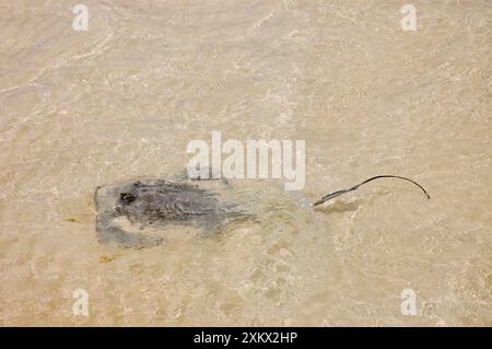 Southern Stingray swimming in shallows Stock Photo