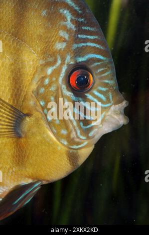 Discus Stock Photo