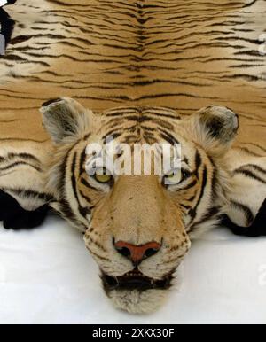 Tiger skin rug with mounted head by Van Ingen & Stock Photo