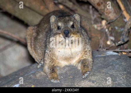 Rock Dassie - resting on rock, showing foot structure Stock Photo