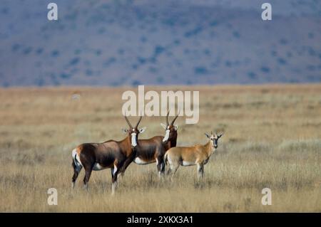 Blesbok - with calf Stock Photo