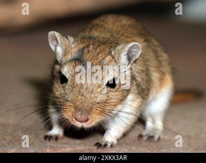 Mongolian Gerbil - juvenile Stock Photo