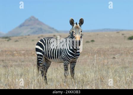 Cape Mountain Zebra - stallion Stock Photo