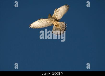 Adult female Lesser Kestrel In flight Stock Photo