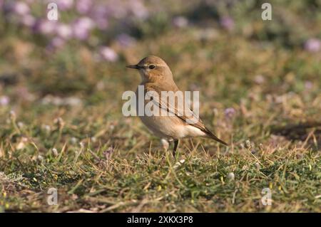 Isabelline Wheatear Stock Photo