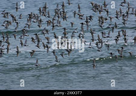 Dunlin flock in flight over water. Stock Photo