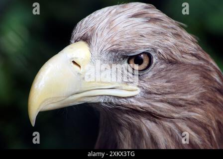 White Tailed / White Tailed Sea Eagle Stock Photo