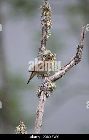 Adult Nightingale singing on territory Stock Photo