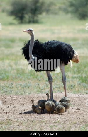 Common Ostrich - Male shading chicks Stock Photo