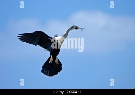 Anhinga - In flight with twigs in beak coming in Stock Photo