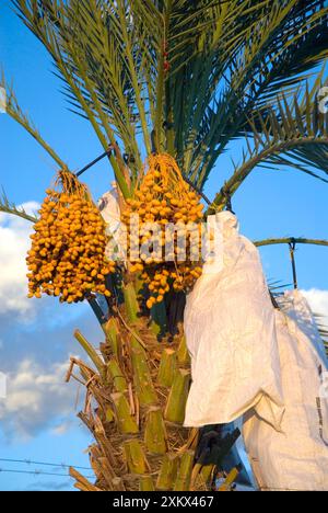 Date palms with bags over fruit as protection from Stock Photo