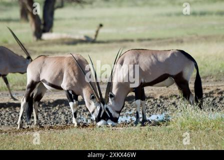 Gemsbok / Oryx licking salt at Kwang waterhole. Stock Photo