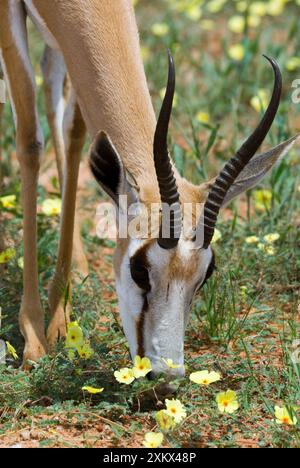 Close-up of a springbok's face Stock Photo - Alamy